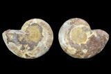 Cut & Polished, Agatized Ammonite Fossil - Jurassic #100536-1